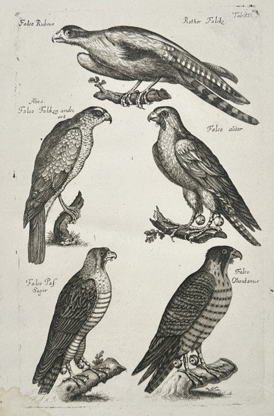 Johannes Jonston (1603-1675) – Falcons and Birds of Prey – Etching (1657)