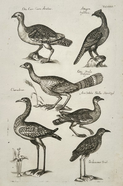 Johannes Jonston (1603-1675) – Bustards, Plovers, and Ground Birds – Etching (1657)