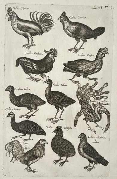Johannes Jonston (1603-1675) – Exotic Fowl and Game Birds – Etching (1657)