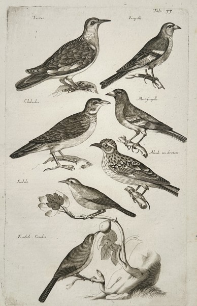 Johannes Jonston (1603-1675) – Finches, Larks, and Songbirds – Etching (1657)