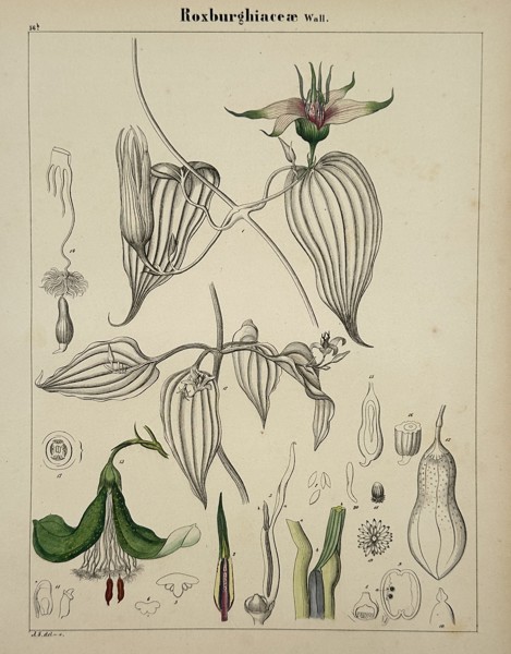 Adalbert Schnizlein (1814-1868) – Roxburghiaceae – Lithograph (Hand-coloured) (1843)