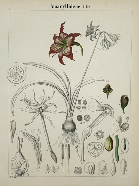 Adalbert Schnizlein (1814-1868) – Amaryllidaceae – Lithograph (Hand-coloured) (1843)