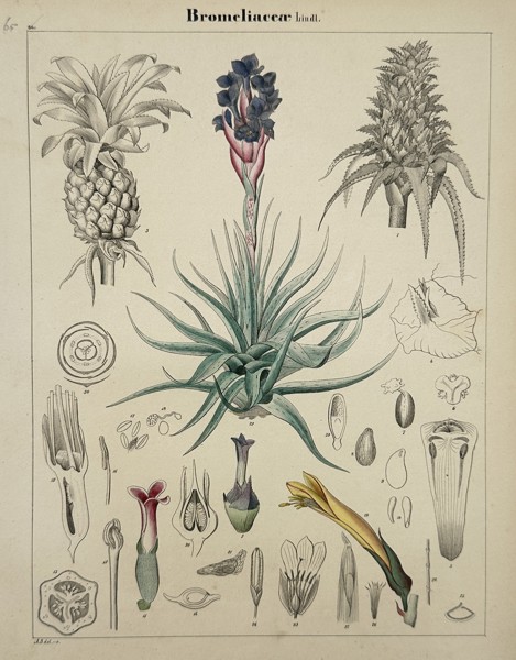 Adalbert Schnizlein (1814-1868) – Bromeliaceae – Lithograph (Hand-coloured) (1843)