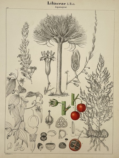 Adalbert Schnizlein (1814-1868) – Liliaceae – Lithograph (Hand-coloured) (1843)