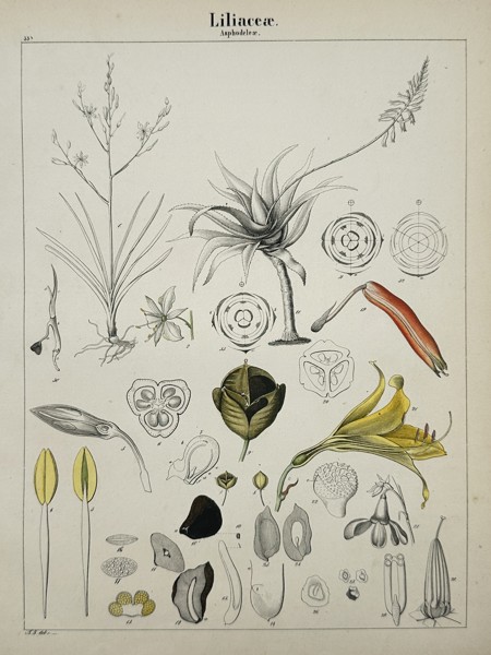 Adalbert Schnizlein (1814-1868) – Liliaceae – Lithograph (Hand-coloured) (1843)