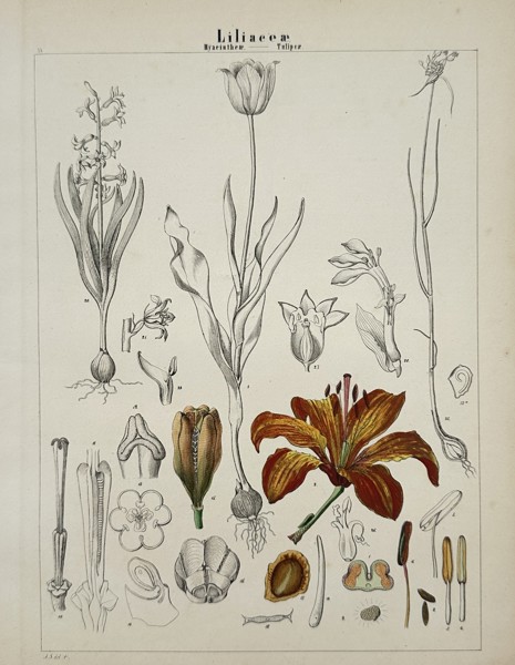 Adalbert Schnizlein (1814-1868) – Liliaceae – Lithograph (Hand-coloured) (1843)