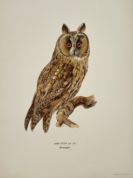 Wilhelm von Wright (1810-1887) – Long-eared Owl – Lithograph (1920s)