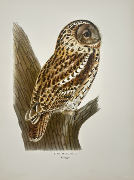 Wilhelm von Wright (1810-1887) – Tawny Owl – Lithograph (1920s)