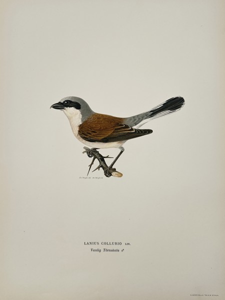 Wilhelm von Wright (1810-1887) – Red-backed Shrike – Lithograph (1920s)