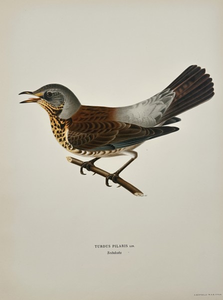 Wilhelm von Wright (1810-1887) – Fieldfare – Lithograph (1920s)