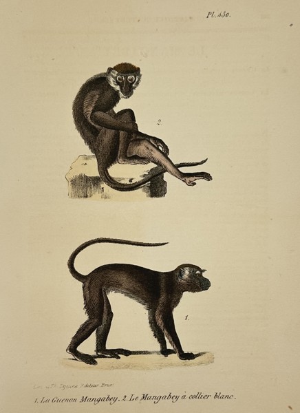 George-Louis Leclerc, Comte de Buffon (1707-1788) – Sooty Mangabey and White-collared Mangabey – Lithograph (Hand-coloured) (19th Century)