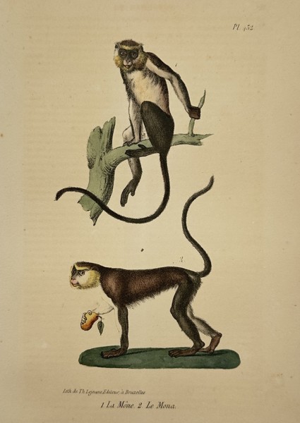 George-Louis Leclerc, Comte de Buffon (1707-1788) – Mona Monkey and Campbell's Mona Monkey – Lithograph (Hand-coloured) (19th Century)