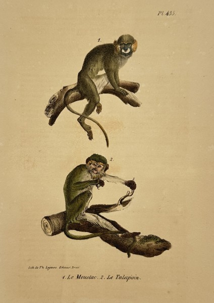 George-Louis Leclerc, Comte de Buffon (1707-1788) – Moustac and Talapoin – Lithograph (Hand-coloured) (19th Century)