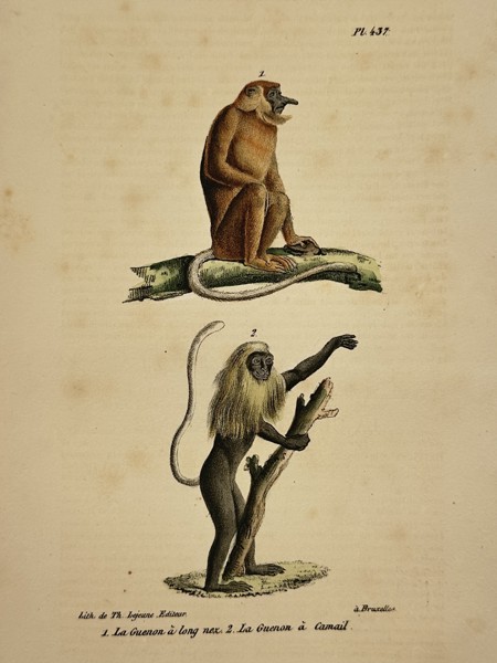 George-Louis Leclerc, Comte de Buffon (1707-1788) – Proboscis Monkey and King Colobus – Lithograph (Hand-coloured) (19th Century)
