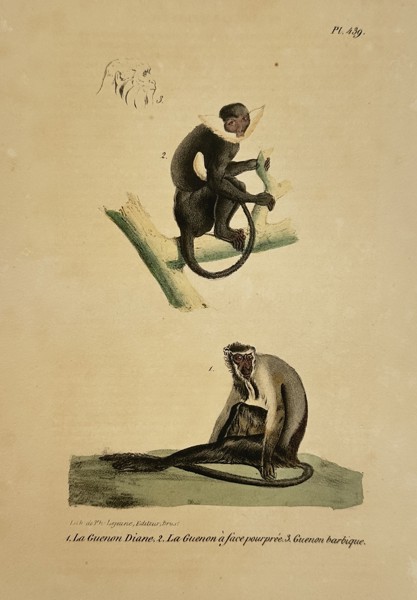 George-Louis Leclerc, Comte de Buffon (1707-1788) – Diana Monkey and Roloway Monkey – Lithograph (Hand-coloured) (19th Century)