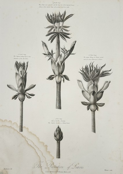 Robert John Thornton (1768-1837) – The Protection of Leaves – Engraving (1805)
