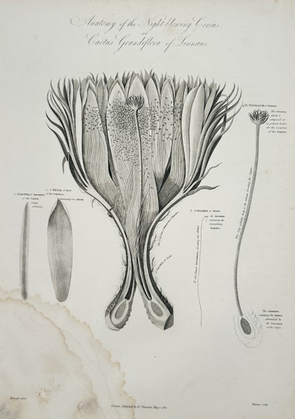 Robert John Thornton (1768-1837) – Anatomy of the Night-blowing Cereus – Engraving (1804)