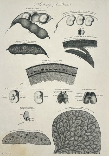 Robert John Thornton (1768-1837) – Anatomy of the Bean – Engraving (1805)