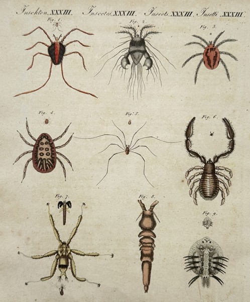 Friedrich Justin Bertuch (1747–1822) – Studies of Spiders and Crustaceans – Hand-coloured engraving (1790–1830)