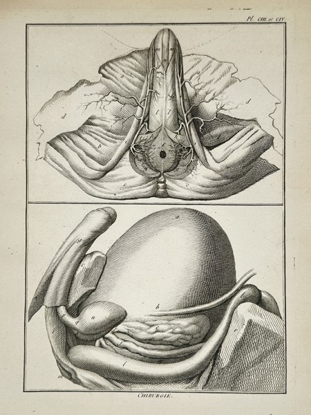 Denis Diderot (1713–1784) – Anatomical Study of Pelvic and Internal Organs – Engraving (1762–1772)