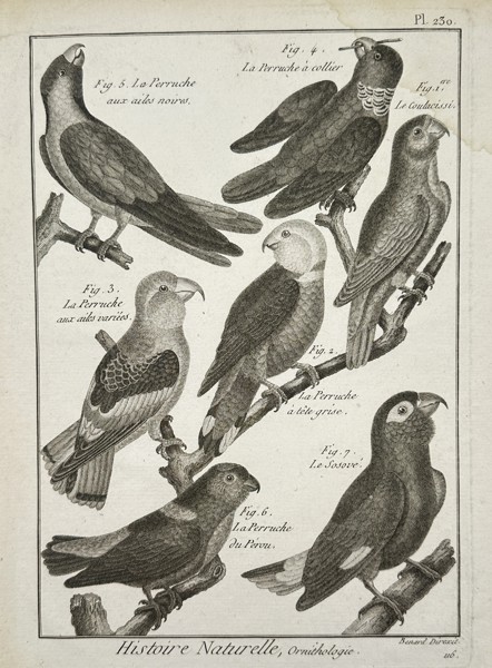 Robert Benard (1734–1777) – Studies of Parrots and Parakeets – Engraving (1762–1772)