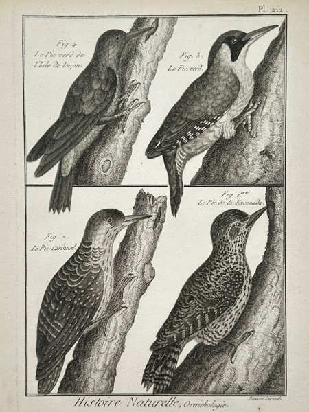 Robert Benard (1734–1777) – Studies of Woodpecker Species – Engraving (1762–1772)
