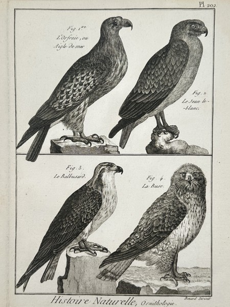 Robert Benard (1734–1777) – Studies of Birds of Prey – Engraving (1762–1772)
