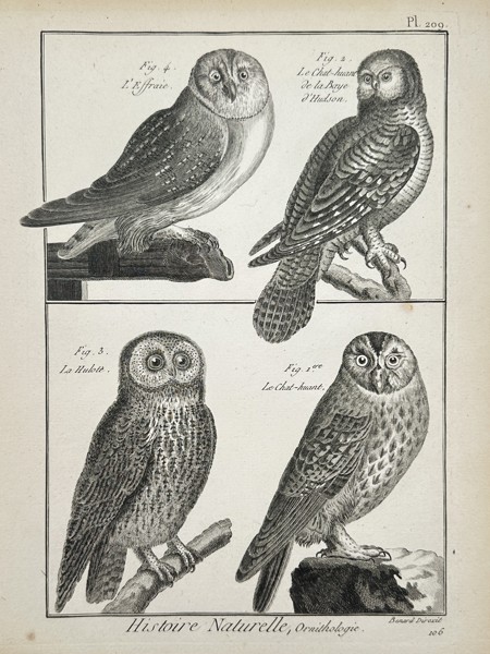 Robert Benard (1734–1777) – Studies of Owl Species – Engraving (1762–1772)