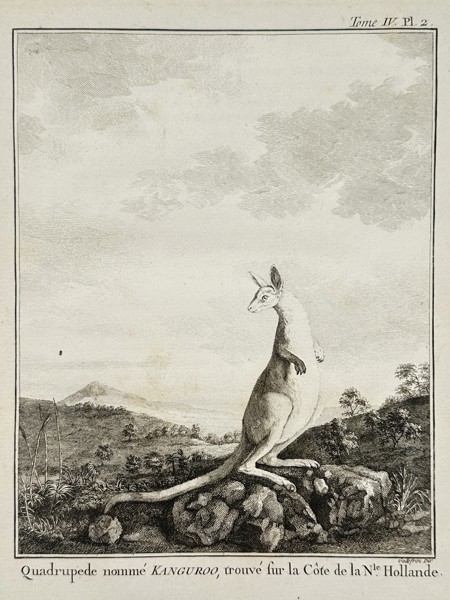 Robert Benard (1734–1777) – Study of a Kangaroo – Australia – Engraving (1772–1780)