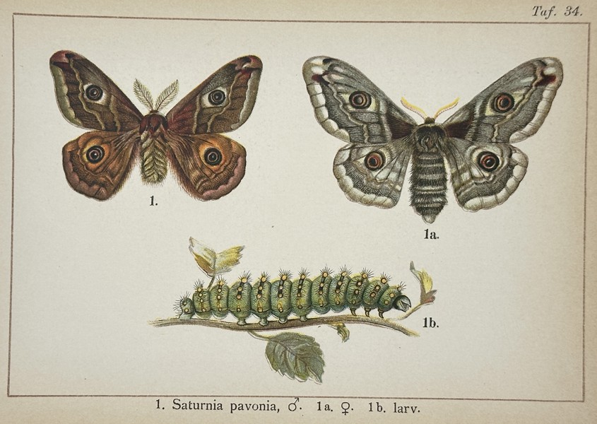 Gottfrid Adlerz (1858–1918) – Study of Small Emperor Moths and Larva – Lithograph (1900–1910)