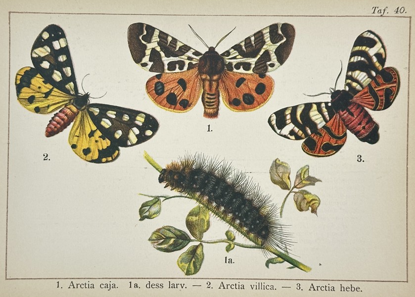 Gottfrid Adlerz (1858–1918) – Study of Tiger Moth Species and Larva – Lithograph (1900–1910)