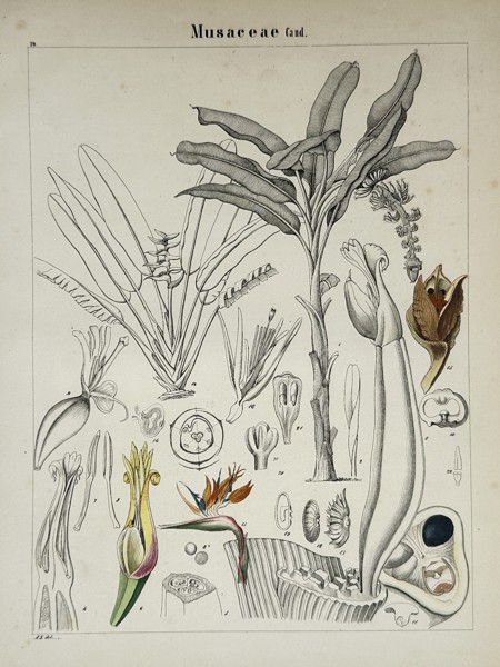 Adalbert Schnizlein (1814–1868) – Botanical Study of the Banana Family – Lithograph (Hand-coloured) (1843)