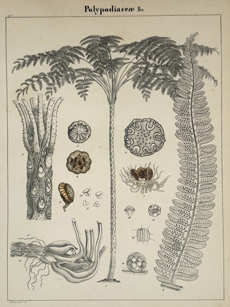 Adalbert Schnizlein (1814–1868) – Botanical Study of the Fern Family – Lithograph (Hand-coloured) (1843)