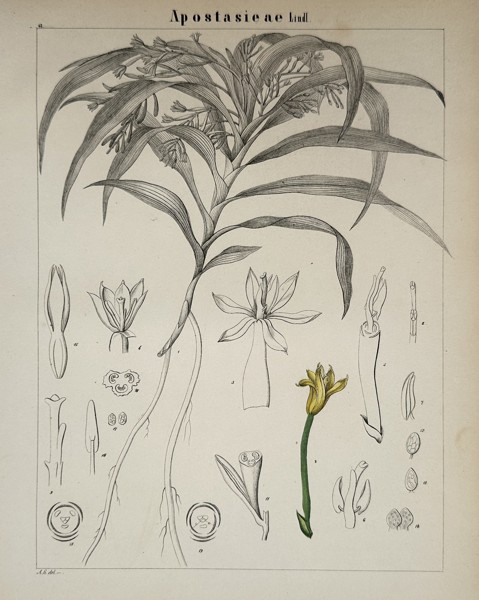 Adalbert Schnizlein (1814–1868) – Botanical Study of the Apostasia Family – Lithograph (Hand-coloured) (1843)