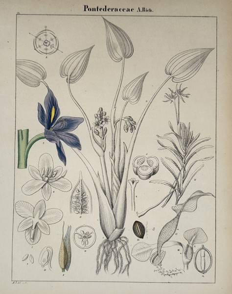 Adalbert Schnizlein (1814–1868) – Botanical Study of the Pickerel-weed Family – Lithograph (Hand-coloured) (1843)