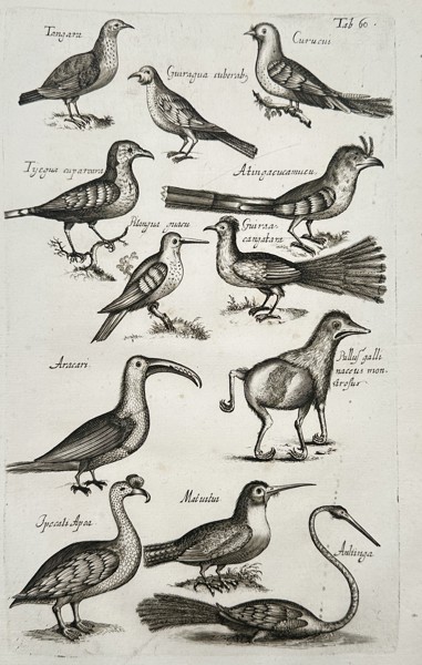 John Jonston (1603–1675) – Studies of Diverse Tropical and Mythological Bird Species – Engraving (1650–1653)