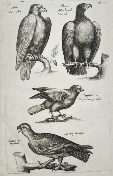 John Jonston (1603–1675) – Studies of Eagle and Raptor Species – Engraving (1650–1653)