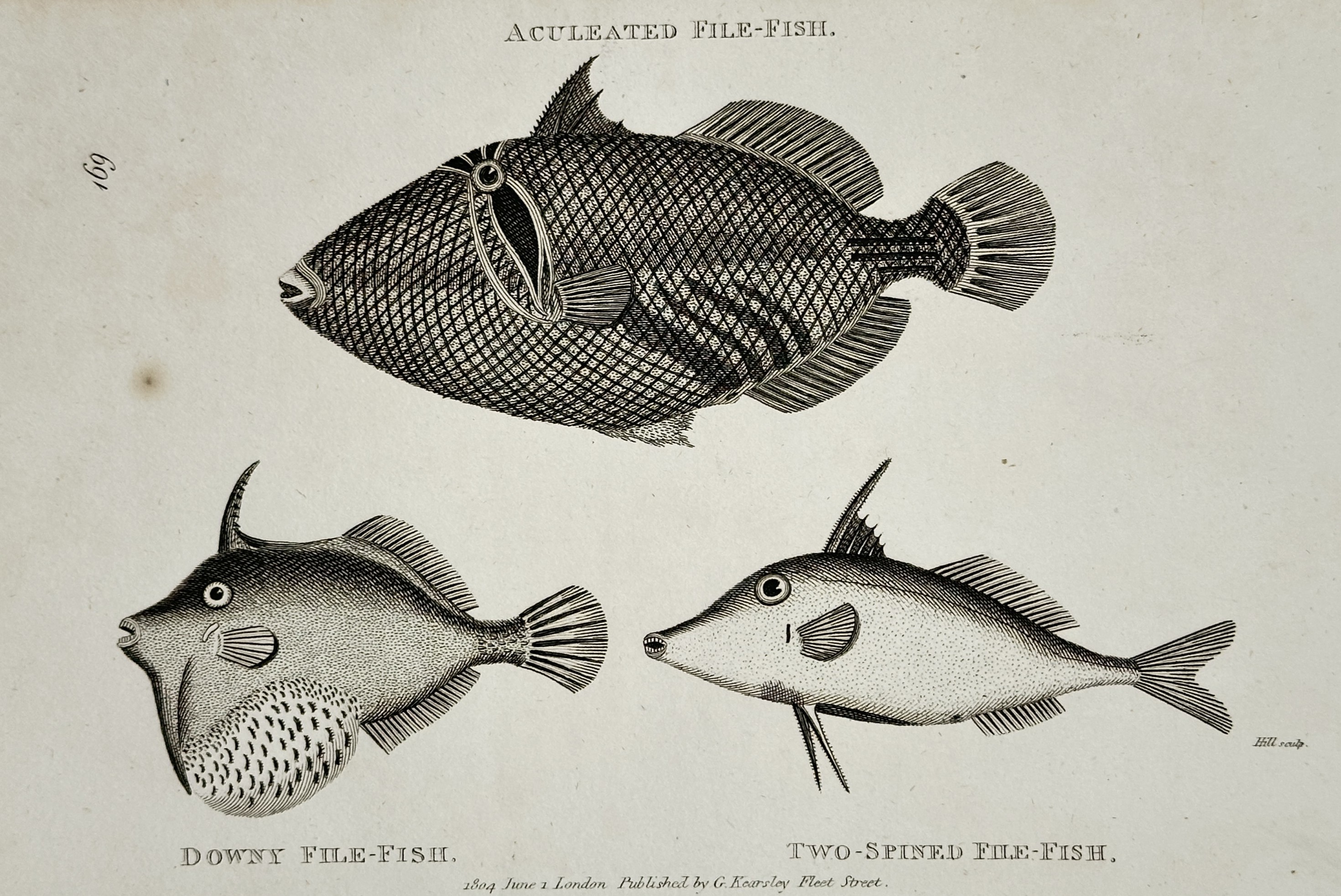 Shaw Fish George Shaw (1751–1813) – Studies of Aculeated, Downy, | Auktion
