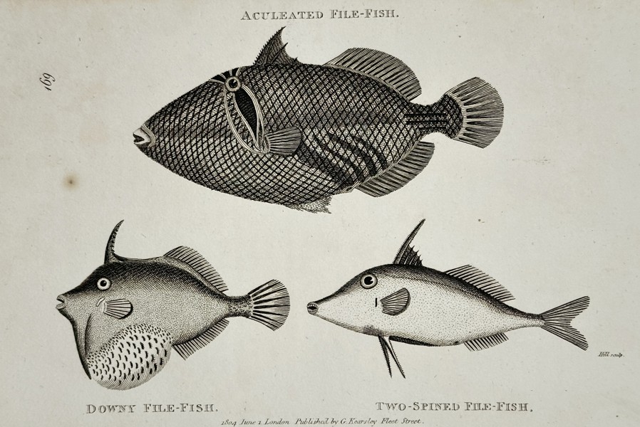 George Shaw (1751–1813) – Studies of Aculeated, Downy, and Two-spined File-fish – Engraving (1804)