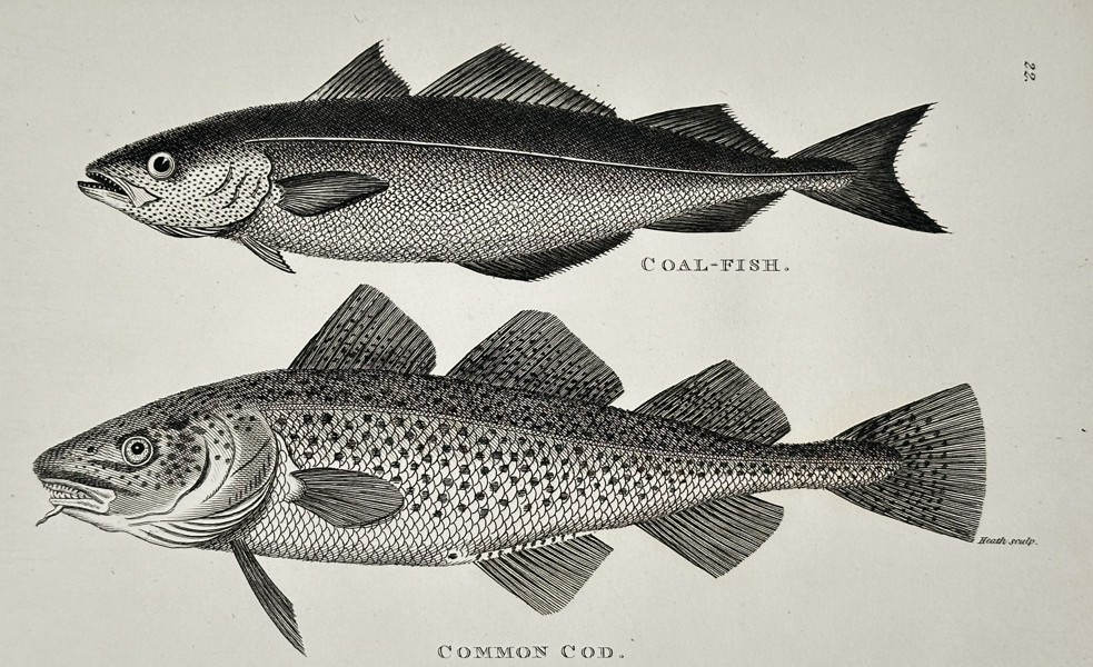 George Shaw (1751–1813) – Studies of Coal-fish and Common Cod – Engraving (1804)