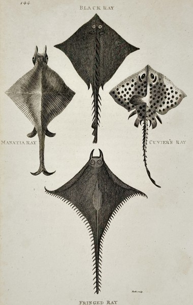 George Shaw (1751–1813) – Studies of Diverse Ray Species – Engraving (1804)