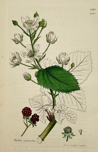 James Sowerby (1757–1822) – Study of Suberect Bramble – Hand-coloured engraving (1805)