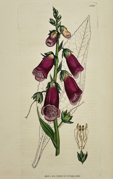 James Sowerby (1757–1822) – Study of Purple Foxglove – Hand-coloured engraving (1804)