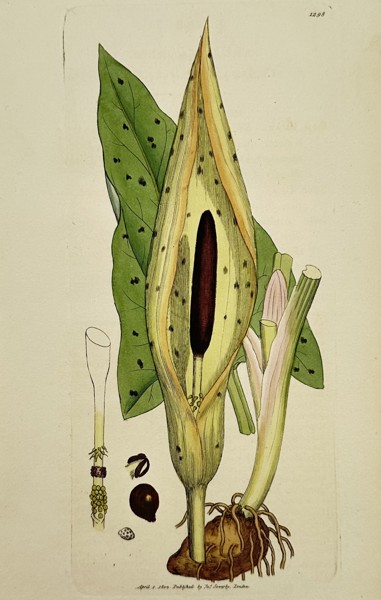 James Sowerby (1757–1822) – Study of Cuckow-pint or Lords-and-ladies – Hand-coloured engraving (1804)