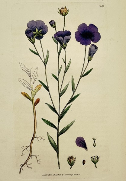 James Sowerby (1757–1822) – Study of Perennial Flax – Hand-coloured engraving (1804)