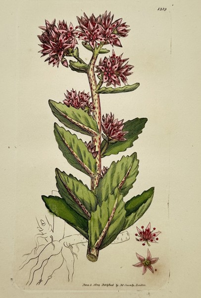 James Sowerby (1757–1822) – Study of Orpine or Livelong – Hand-coloured engraving (1804)