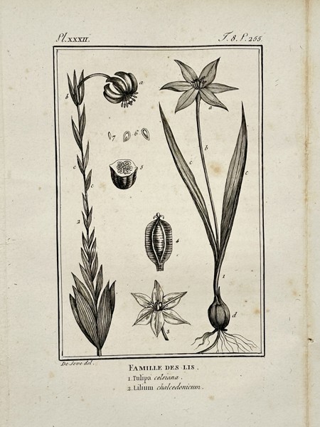 Jacques de Sève (active 1742–1788) – Botanical Study of the Lily Family – Engraving (1749)