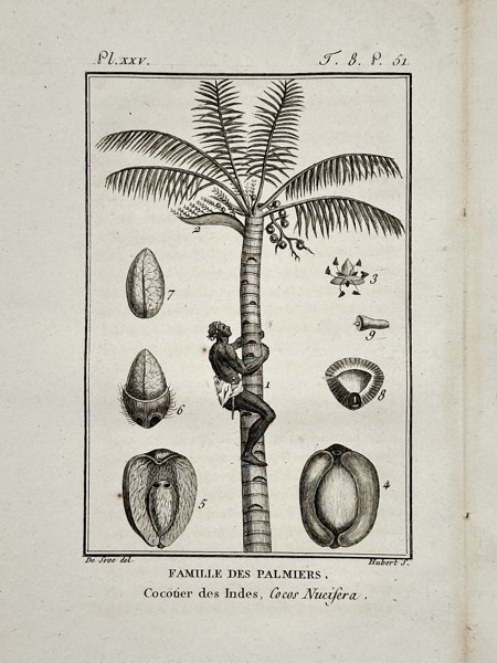 Jacques de Sève (active 1742–1788) – Botanical Study of the Coconut Palm – Engraving (1749)