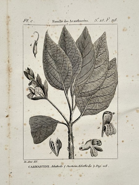 Jacques de Sève (active 1742–1788) – Botanical Study of the Malabar Nut – Engraving (1749)