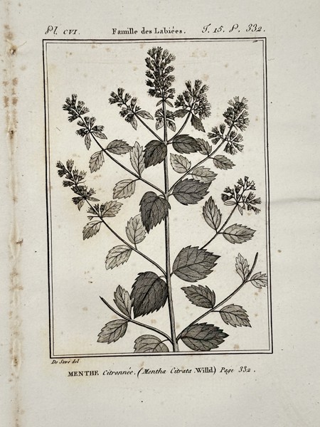 Jacques de Sève (active 1742–1788) – Botanical Study of Bergamot Mint – Engraving (1749)